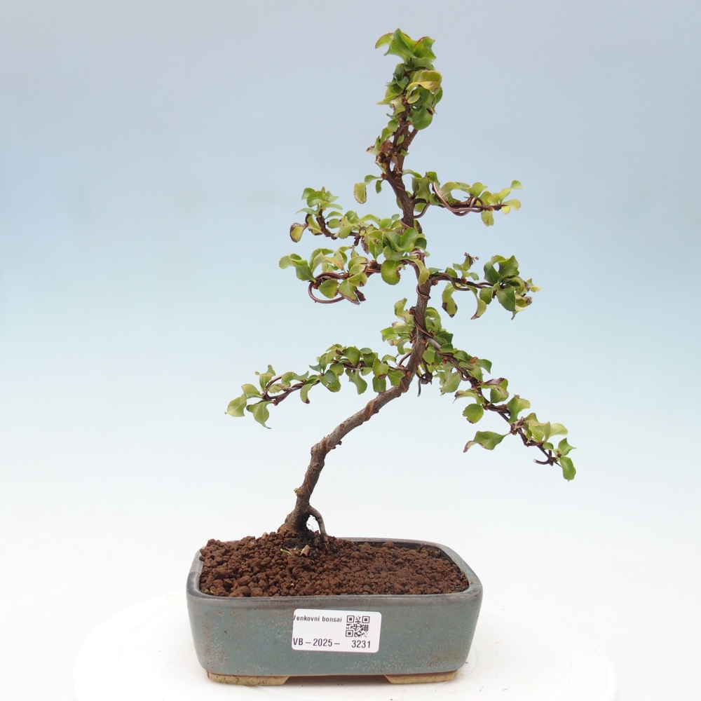 Bonsai da esterno - Chaneomeles s. Red Joy - Cotogno