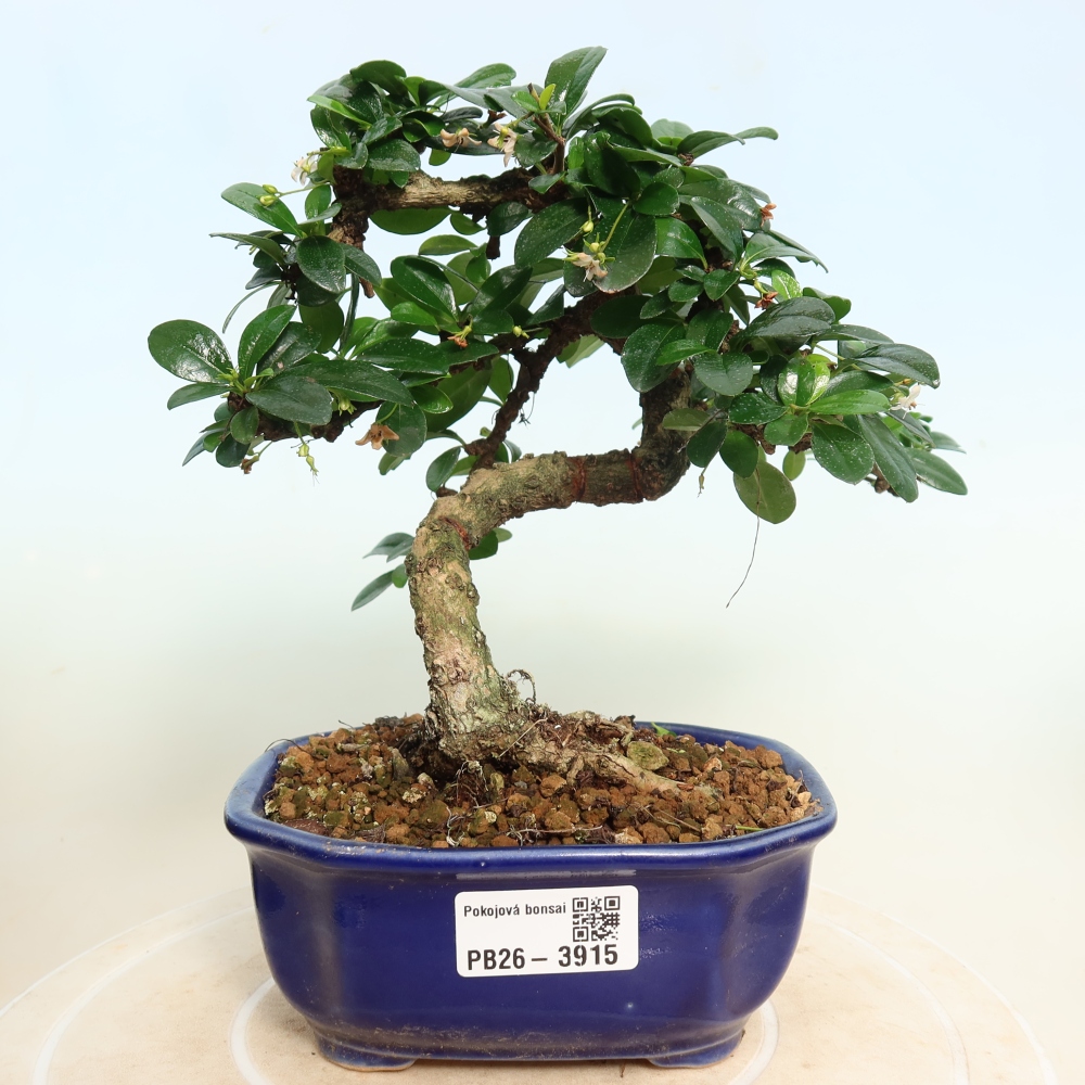 Camera bonsai - Carmona macrophylla - Tea fuki