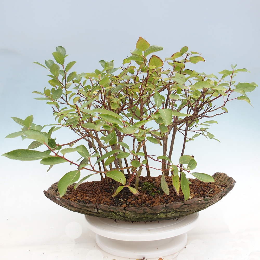 Bonsai da esterno - Salix - Salice
