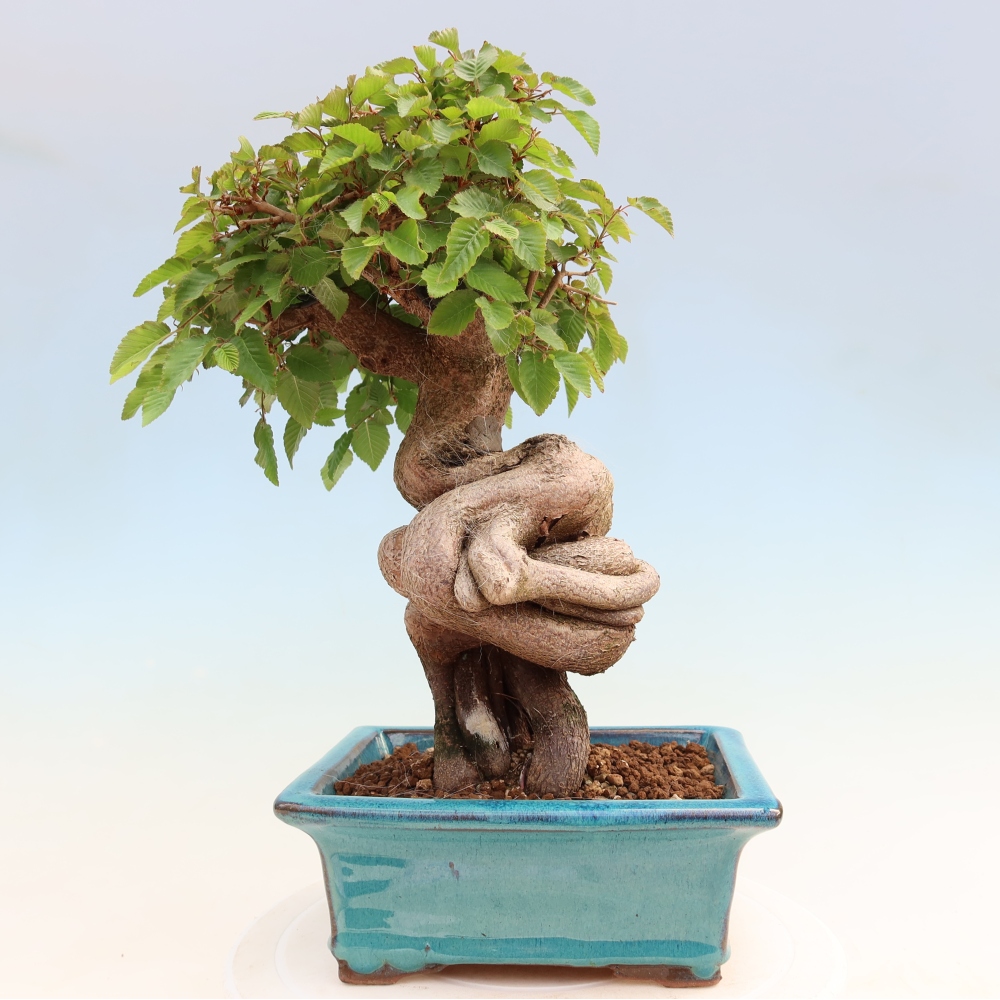 Bonsai da esterno -Carpinus Coreana - Carpino coreano