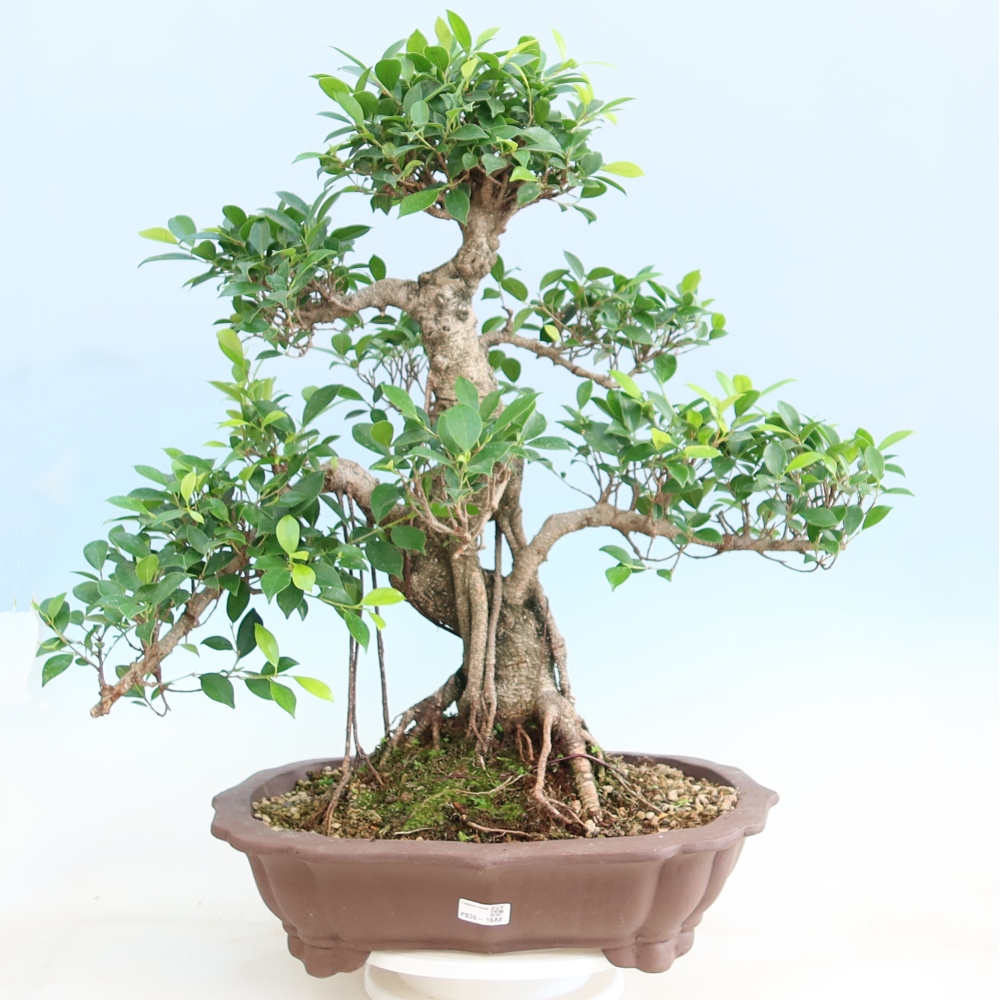 Camera bonsai - Ficus kimmen - ficus a foglie piccole