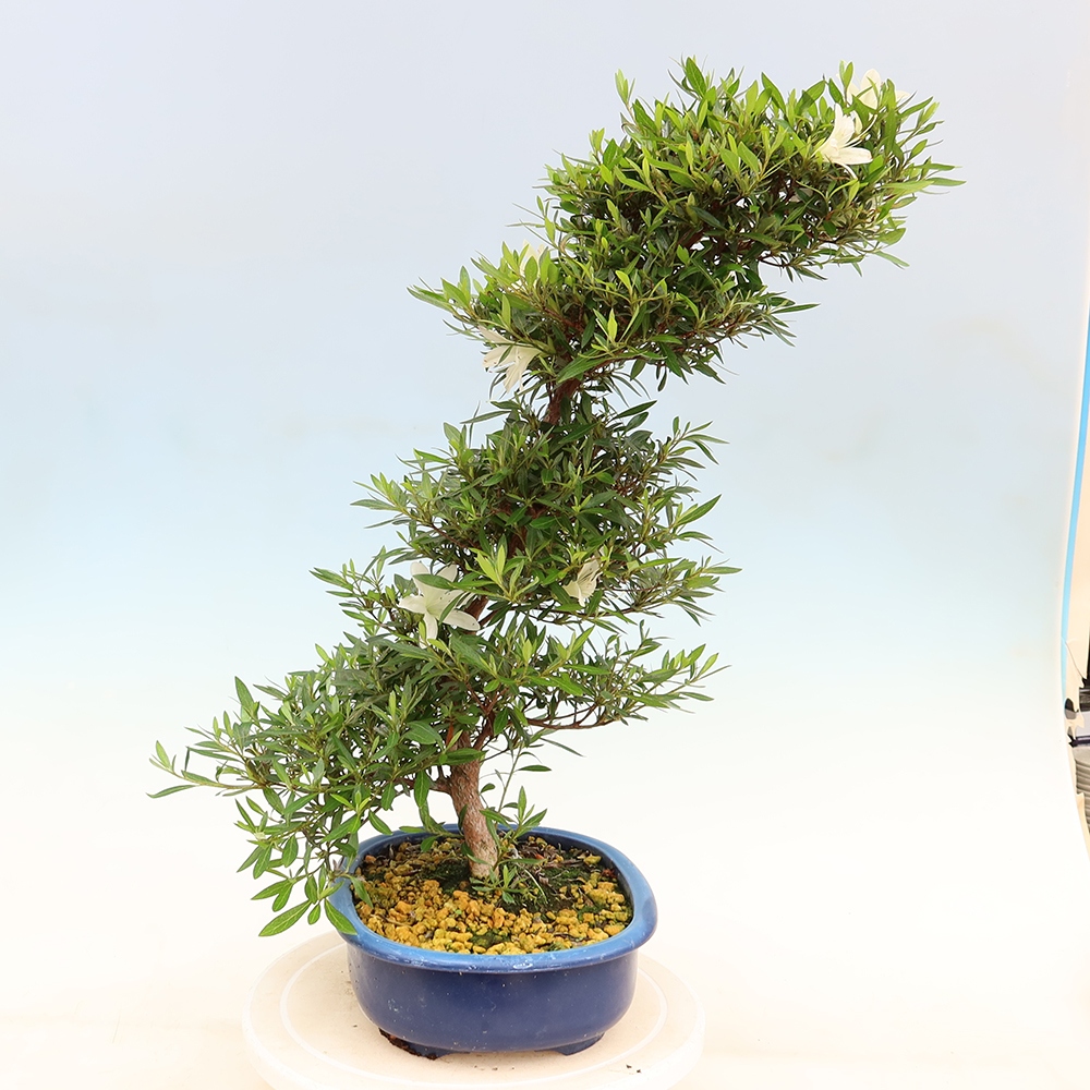 Bonsai da esterno - Azalea giapponese - Azalea Hakurin
