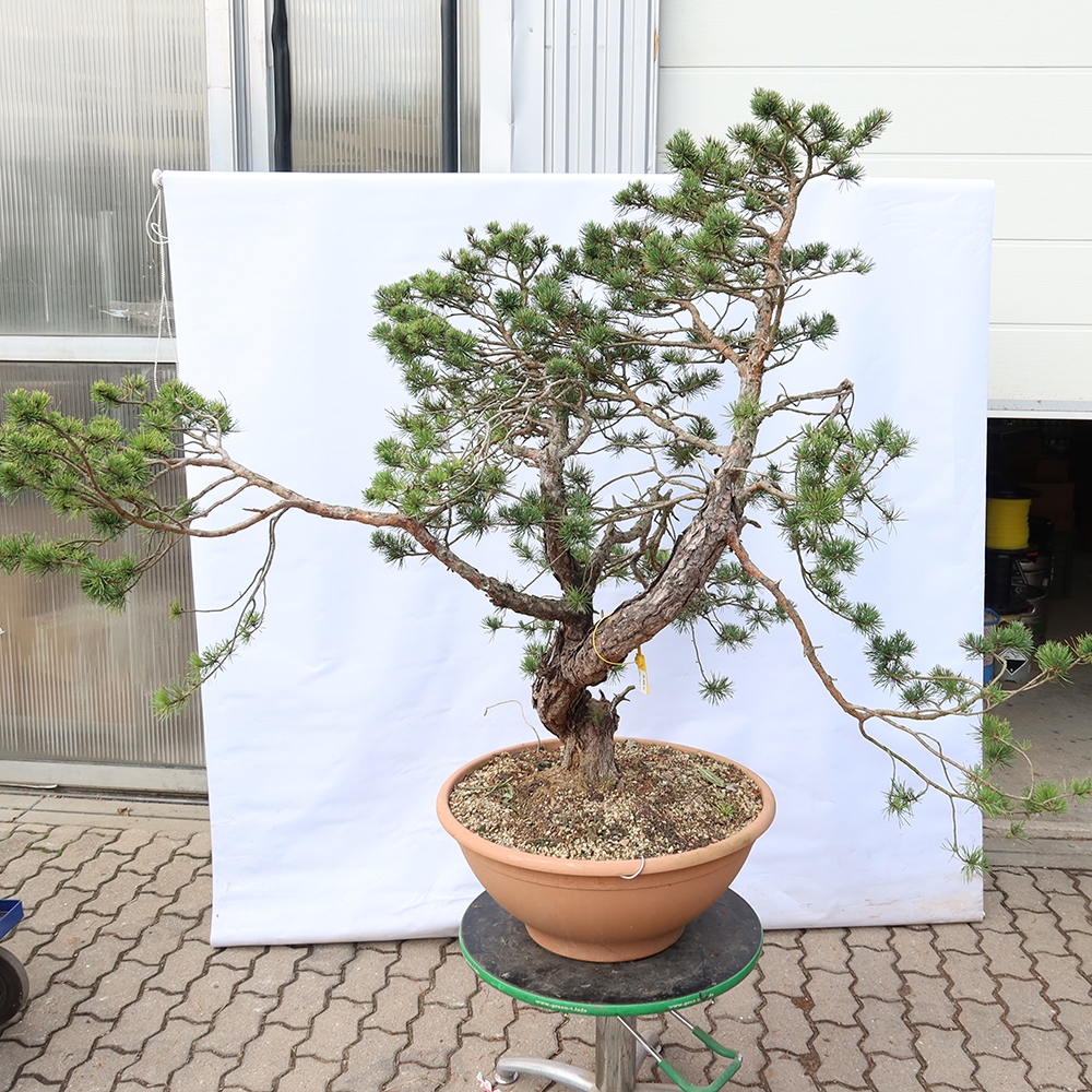 Pinus sylvestris Spagna - pino silvestre