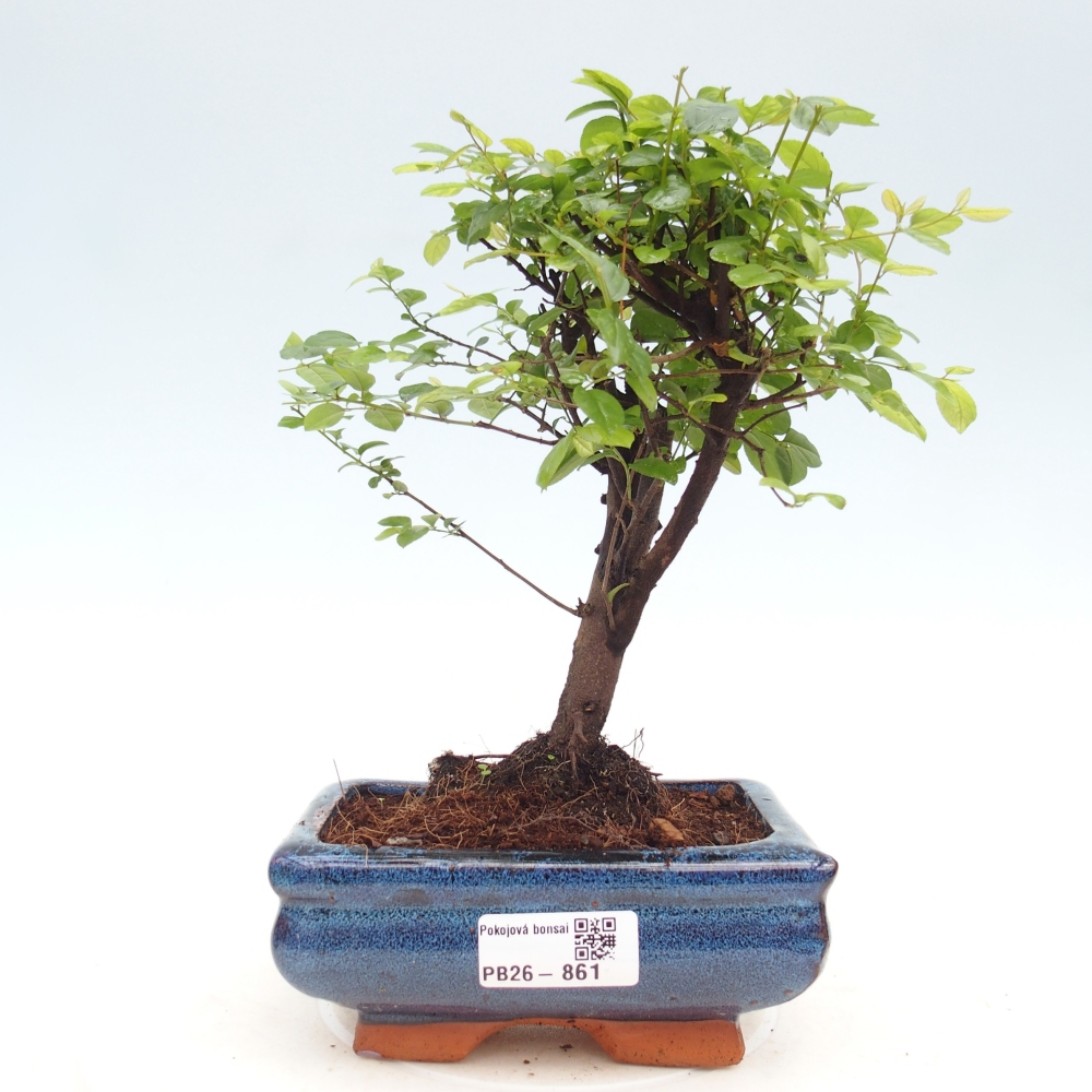 Camera bonsai - Sageretia thea - Sageretia thea