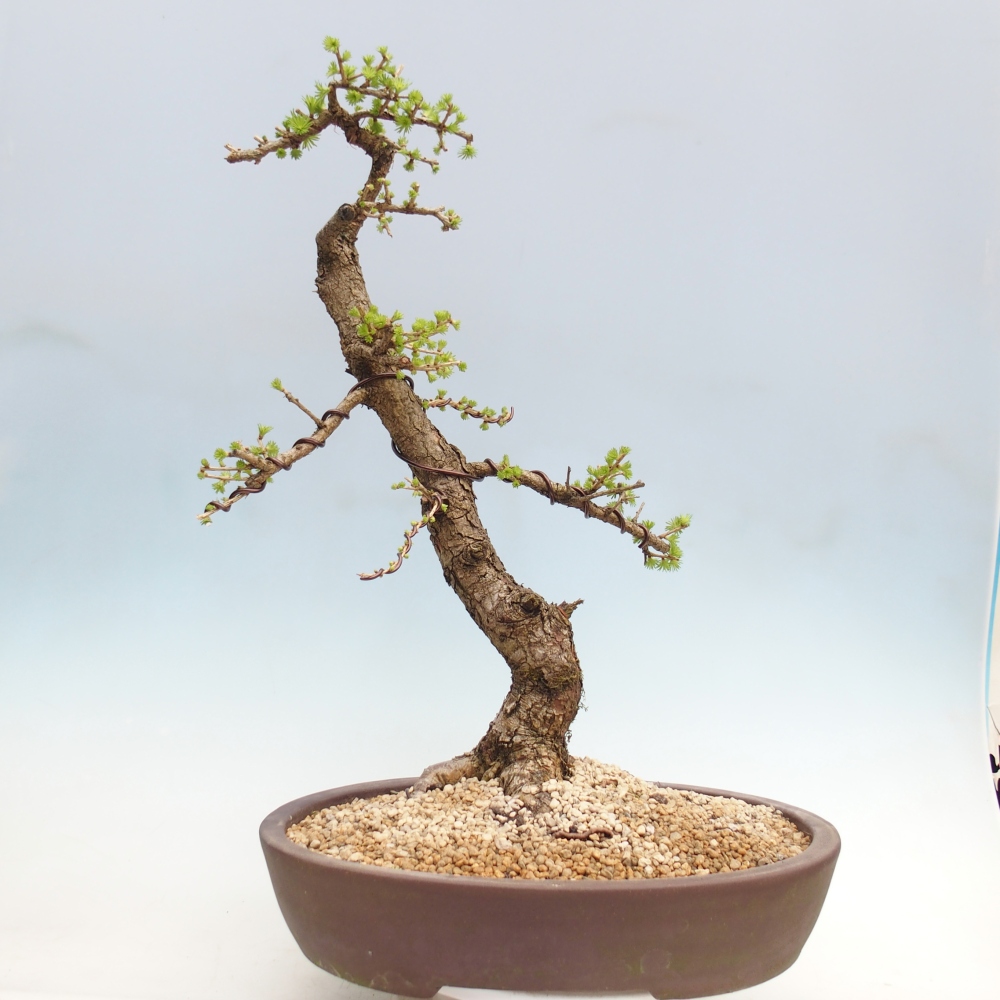 Bonsai da esterno -Larix decidua - Larice - Solo trasporto su pallet