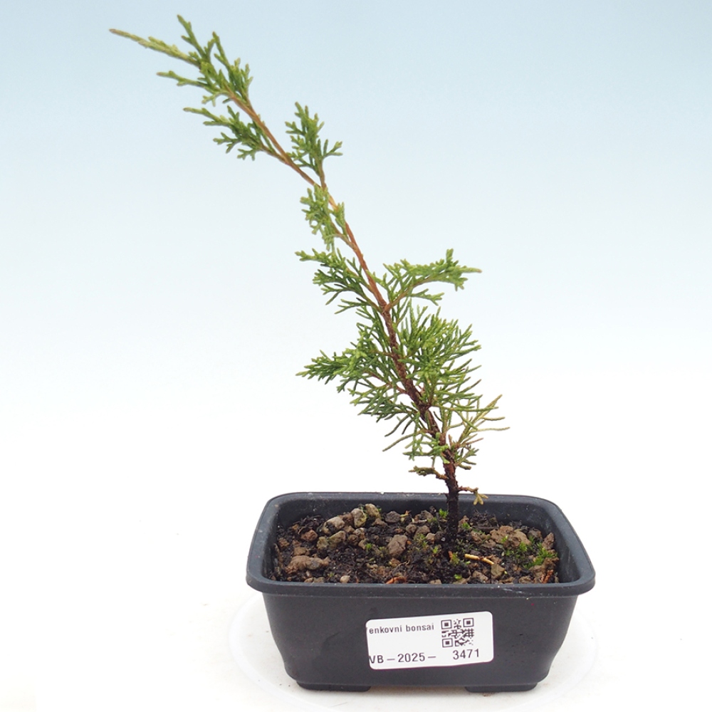 Bonsai da esterno - Juniperus chinensis Itoigawa