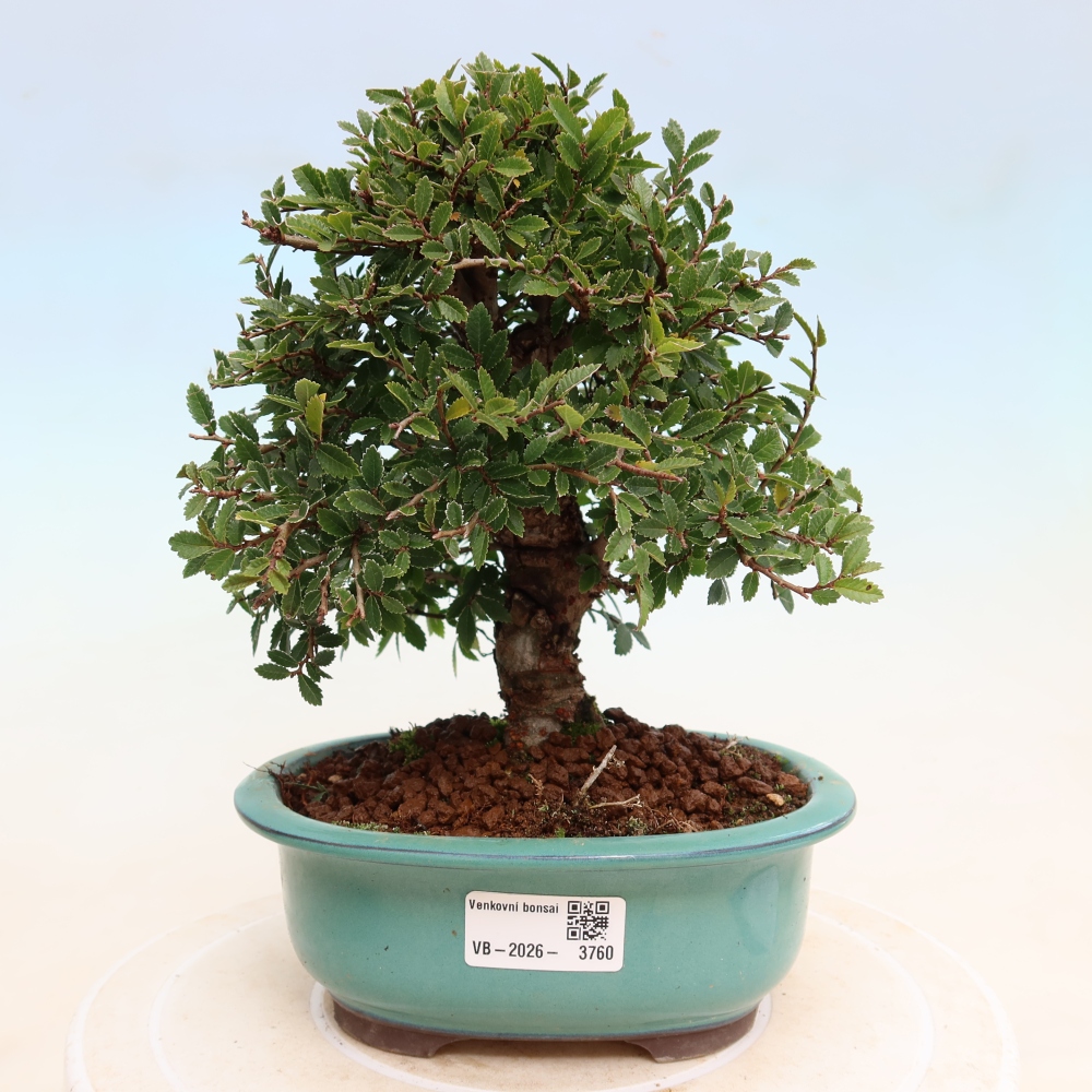 Bonsai da esterno - Zelkova - Zelkova NIRE