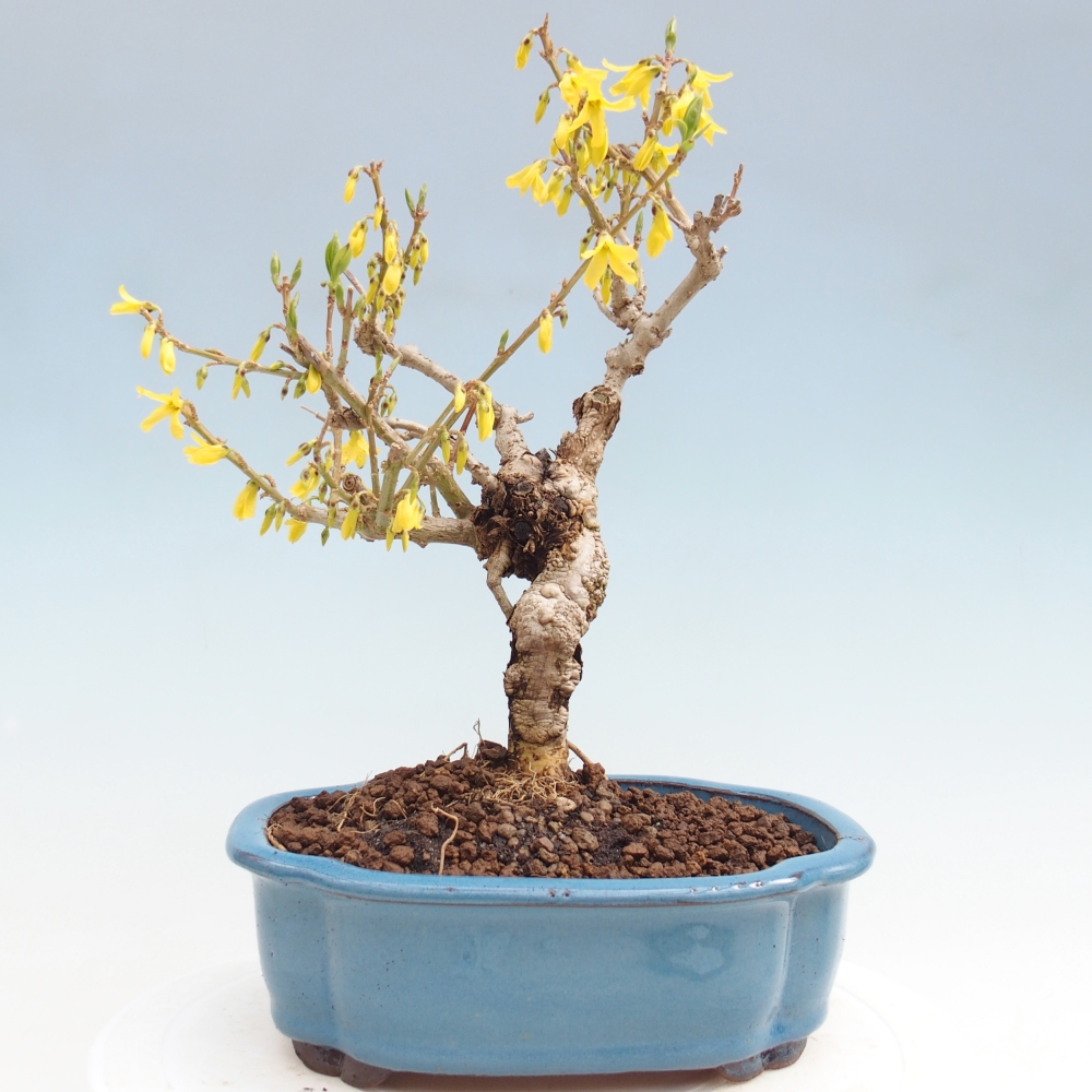 Bonsai da esterno - Zlatice - Forsythia koreana