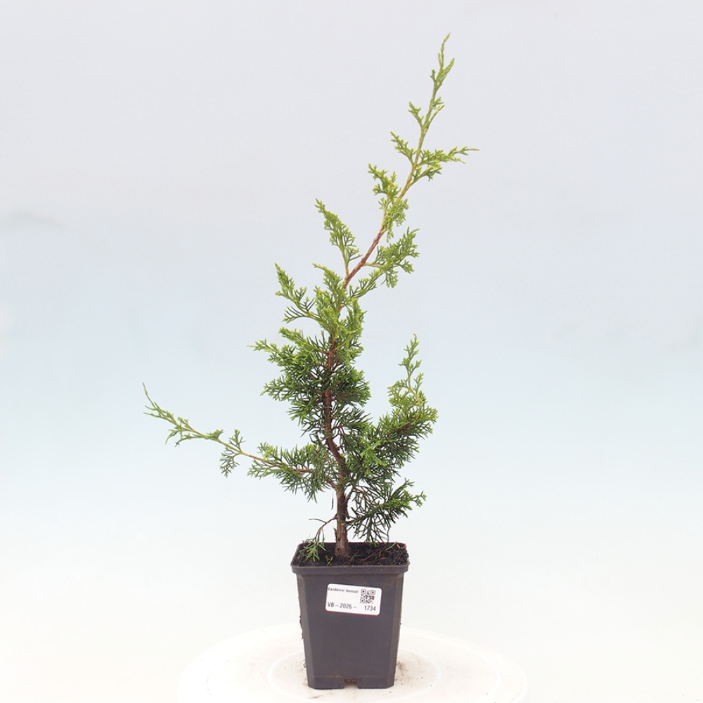 Bonsai da esterno - Juniperus chinensis Itoigawa