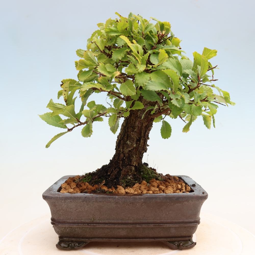 Bonsai da esterno - Zelkova - Zelkova NIRE
