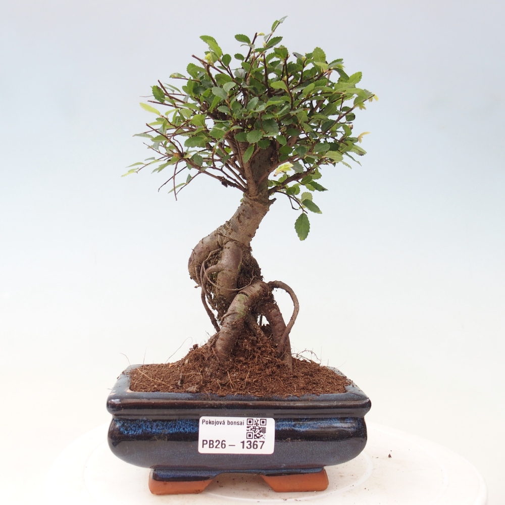 Camera bonsai - Ulmus parvifolia - Olmo a foglie piccole