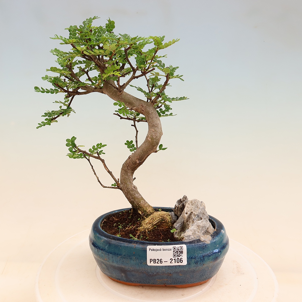 Camera bonsai - Zantoxylum piperitum - albero del pepe
