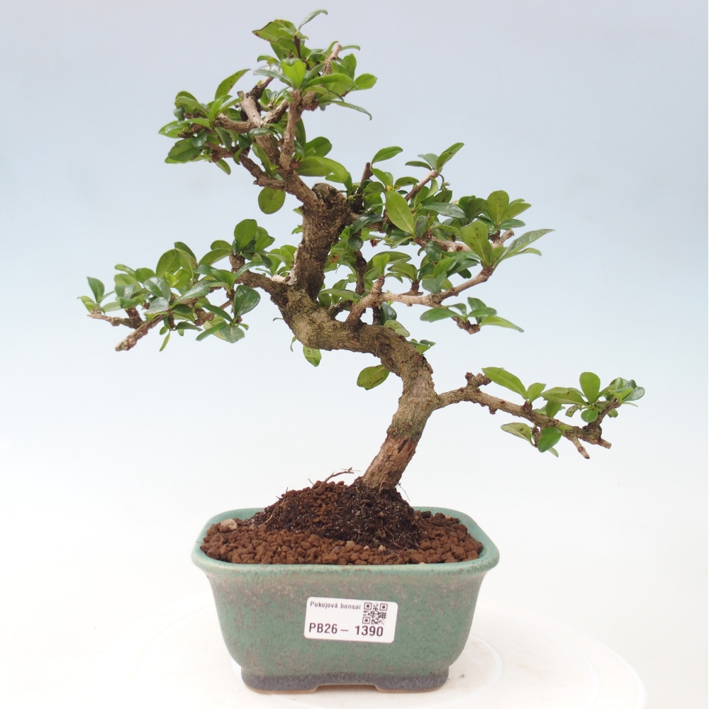 Camera bonsai - Carmona macrophylla - Tea fuki