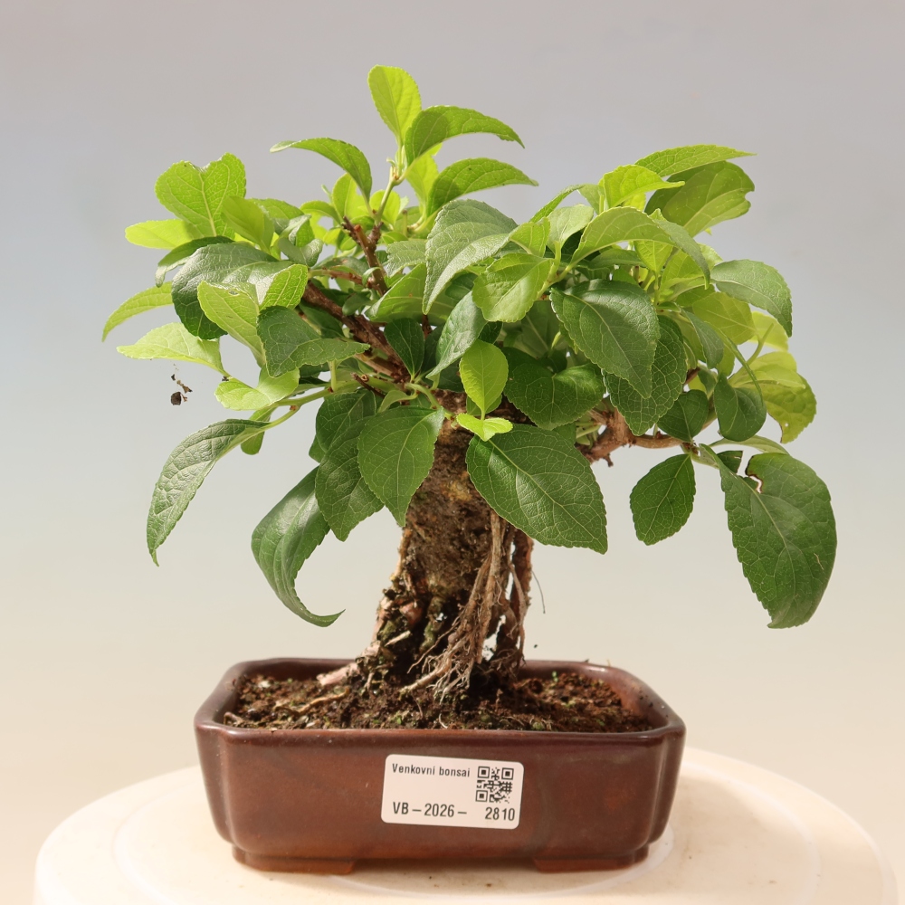 Bonsai da esterno - Celastrus orbiculatus