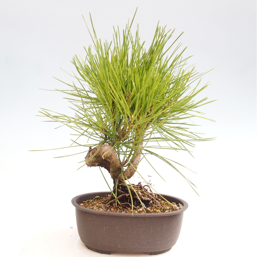 Bonsai da esterno - Pinus thunbergii - Pino di Thunberg
