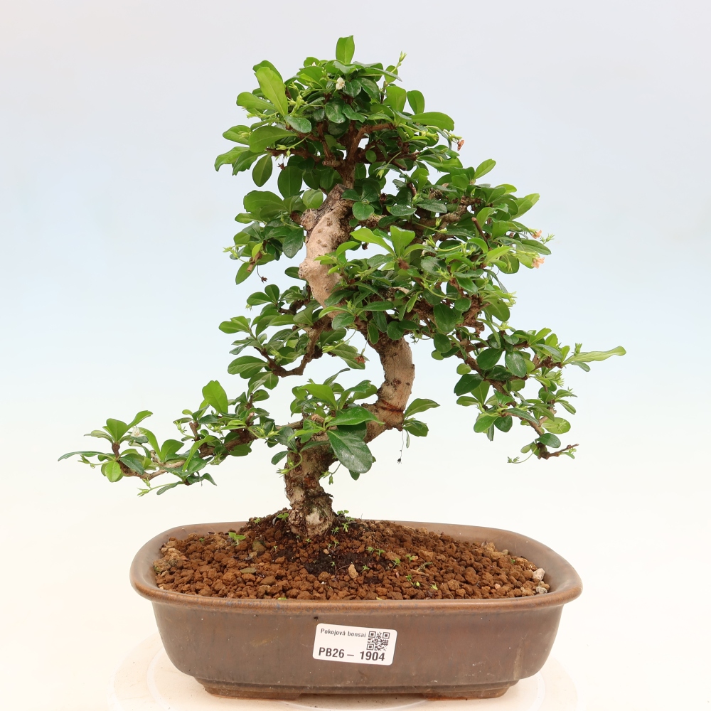 Camera bonsai - Carmona macrophylla - Tea fuki