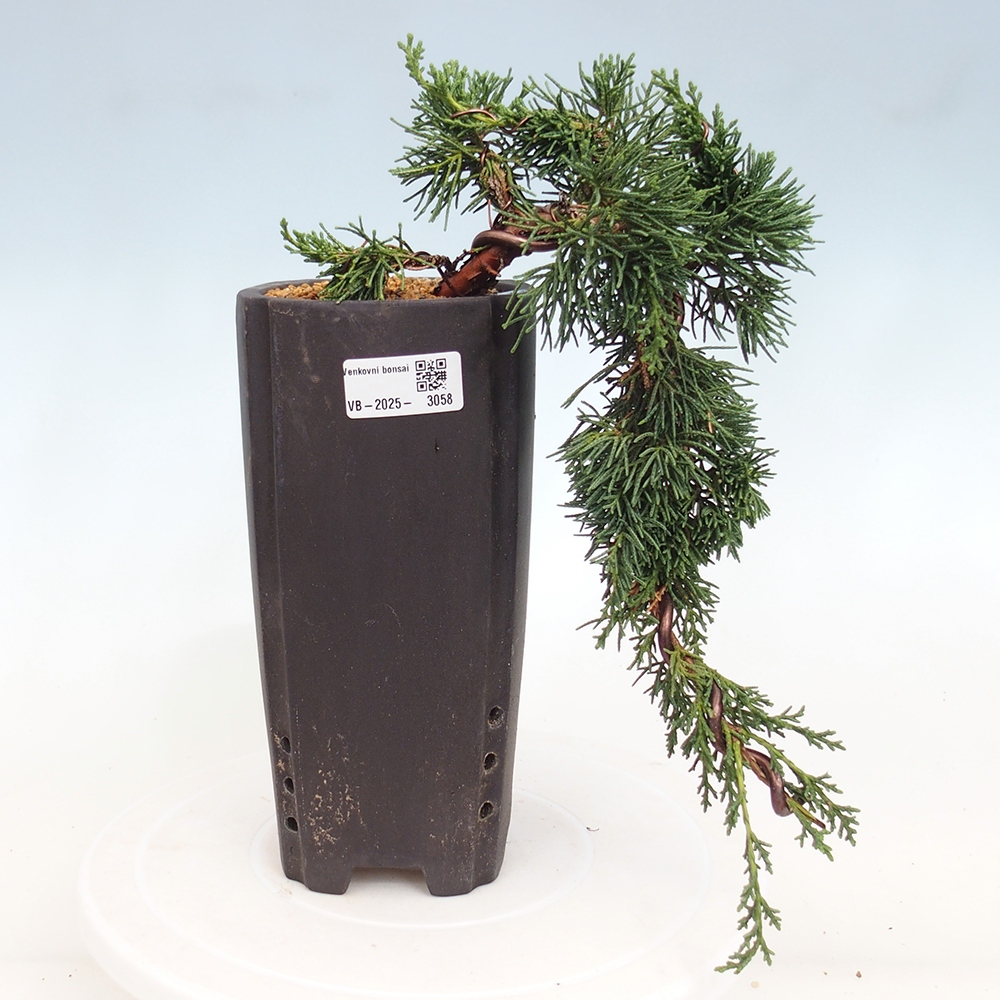 Bonsai da esterno - Juniperus chinensis Kishu