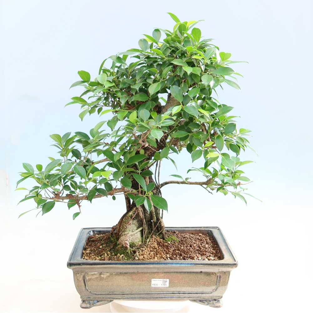 Camera bonsai - Ficus kimmen - ficus a foglie piccole
