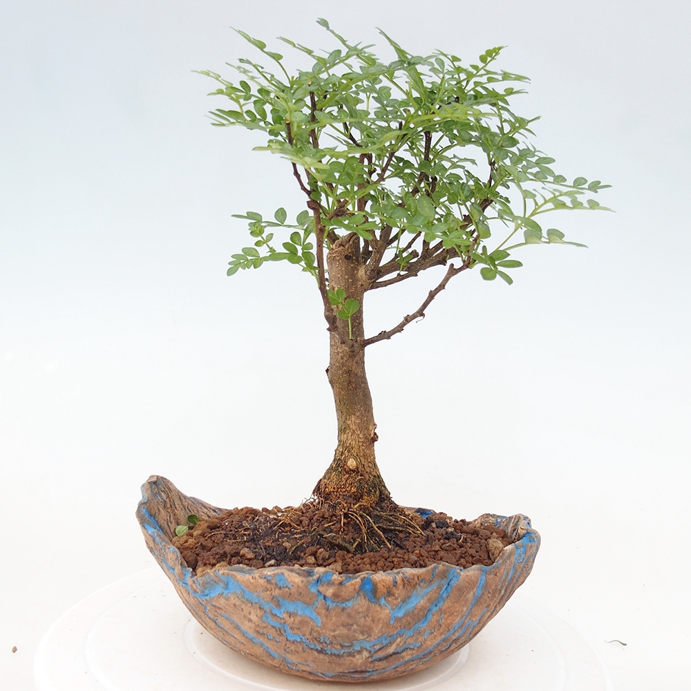Camera bonsai - Zantoxylum piperitum - albero del pepe