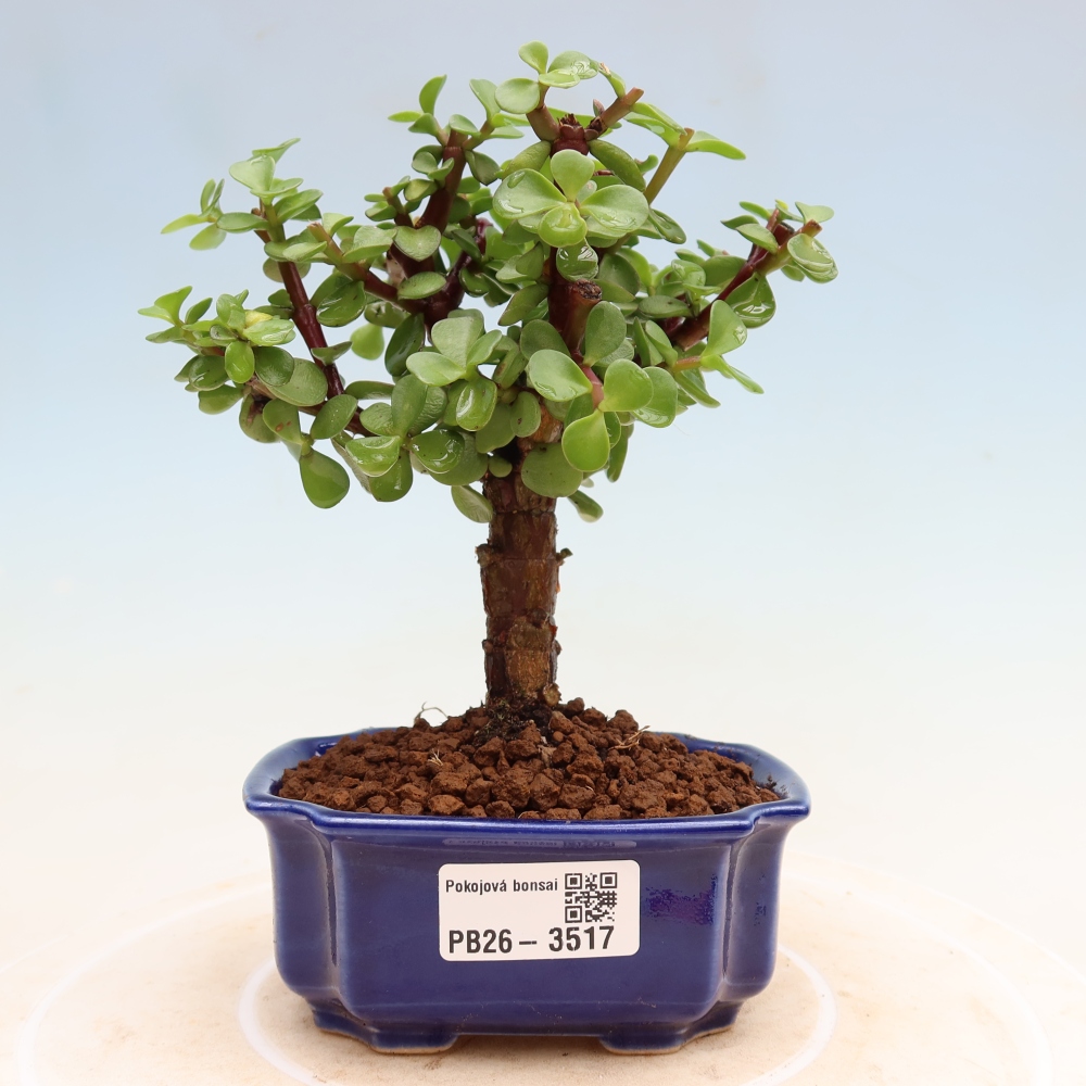 Camera bonsai - Portulakaria Afra - Tlustice