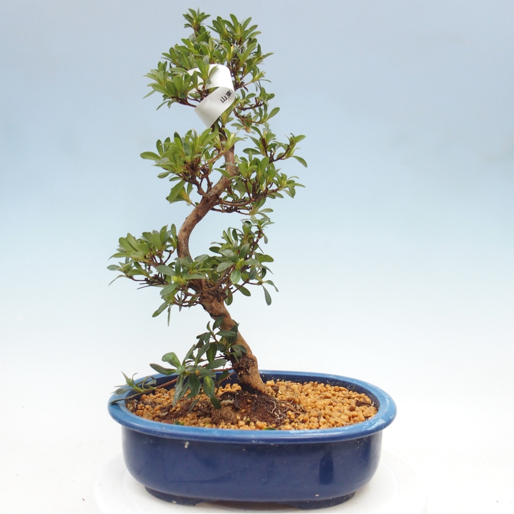 Bonsai da esterno - Azalea giapponese - Azalea Santoka