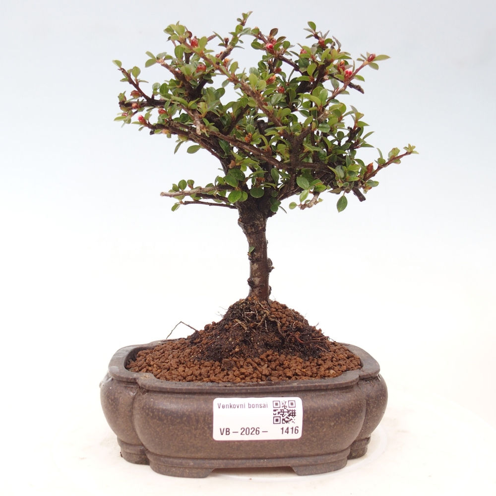 Bonsai da esterno - Cotoneaster horizontalis - Montagna rocciosa