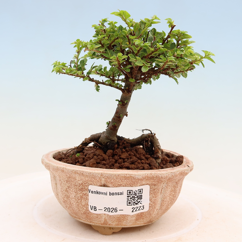 Bonsai da esterno - Ulmus parvifolia Sagei - Olmo a foglie piccole