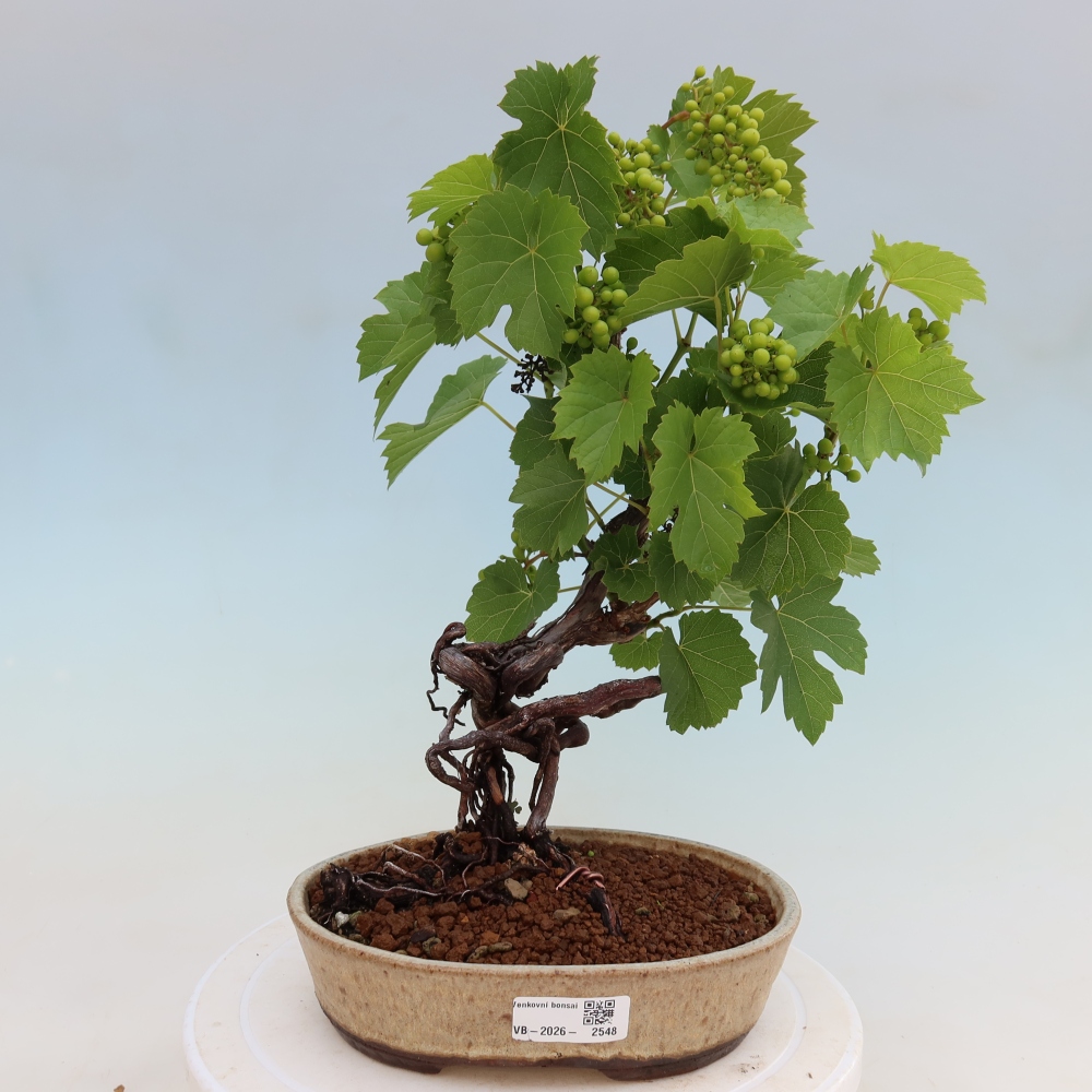 Bonsai da esterno - Vite - Vitis vinifera 