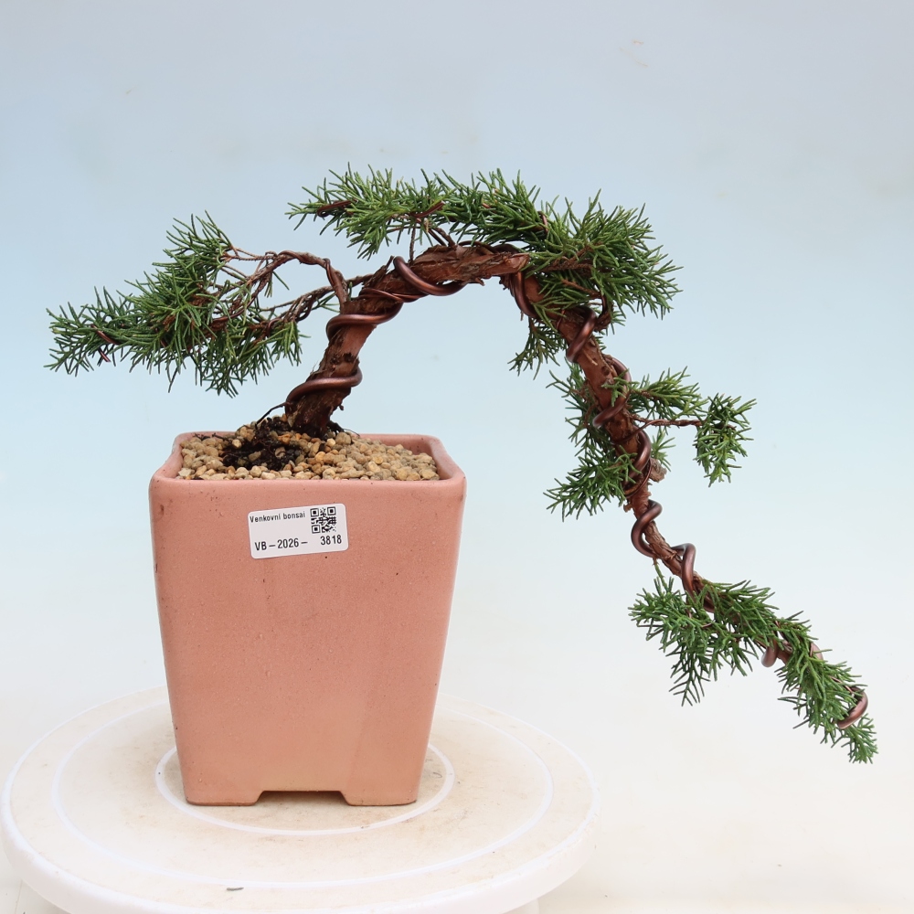 Bonsai da esterno - Juniperus chinensis Kishu