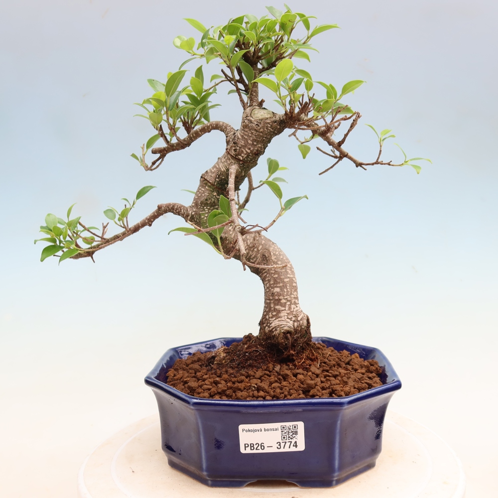 Camera bonsai - Ficus kimmen - ficus a foglie piccole