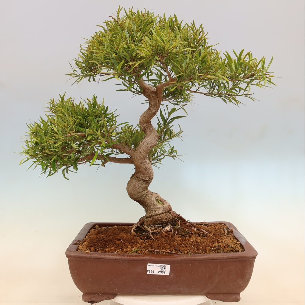 Camera bonsai - Ficus nerifolia - ficus a foglie piccole