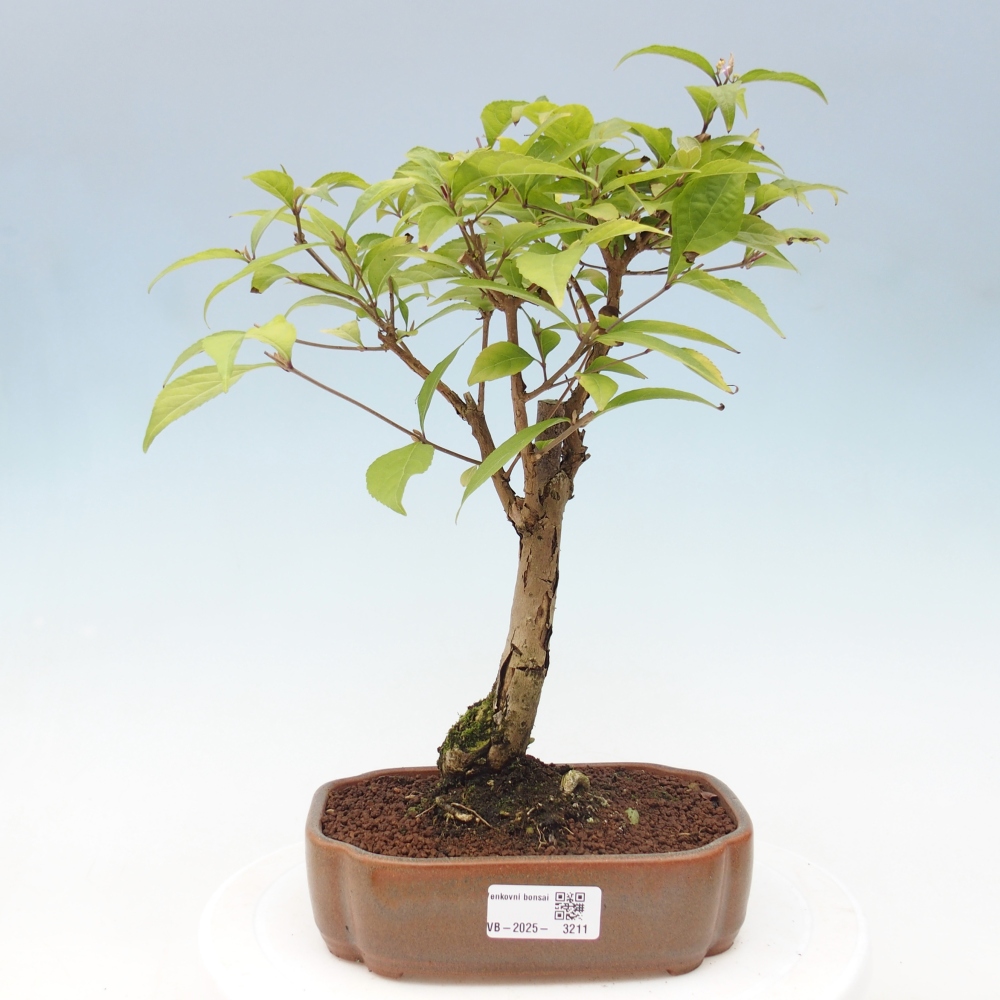 Bonsai da esterno - Callicarpa japonica