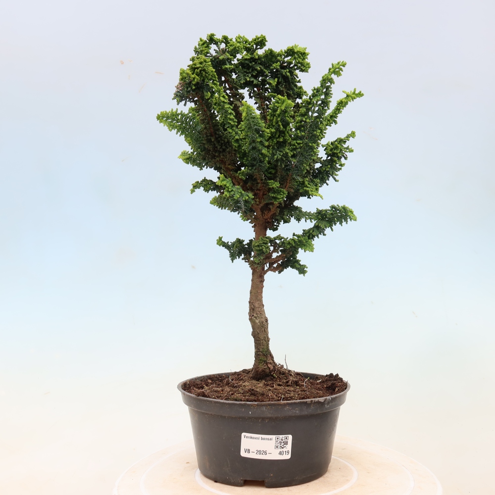 Bonsai da esterno - Cham. obtusa SEKKA HINOKI - Cipresso