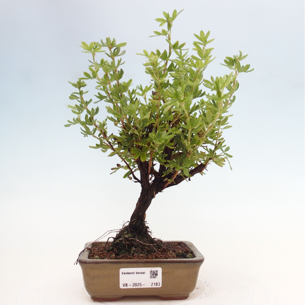 Bonsai da esterno - Potentila fruticosa yellow Bird