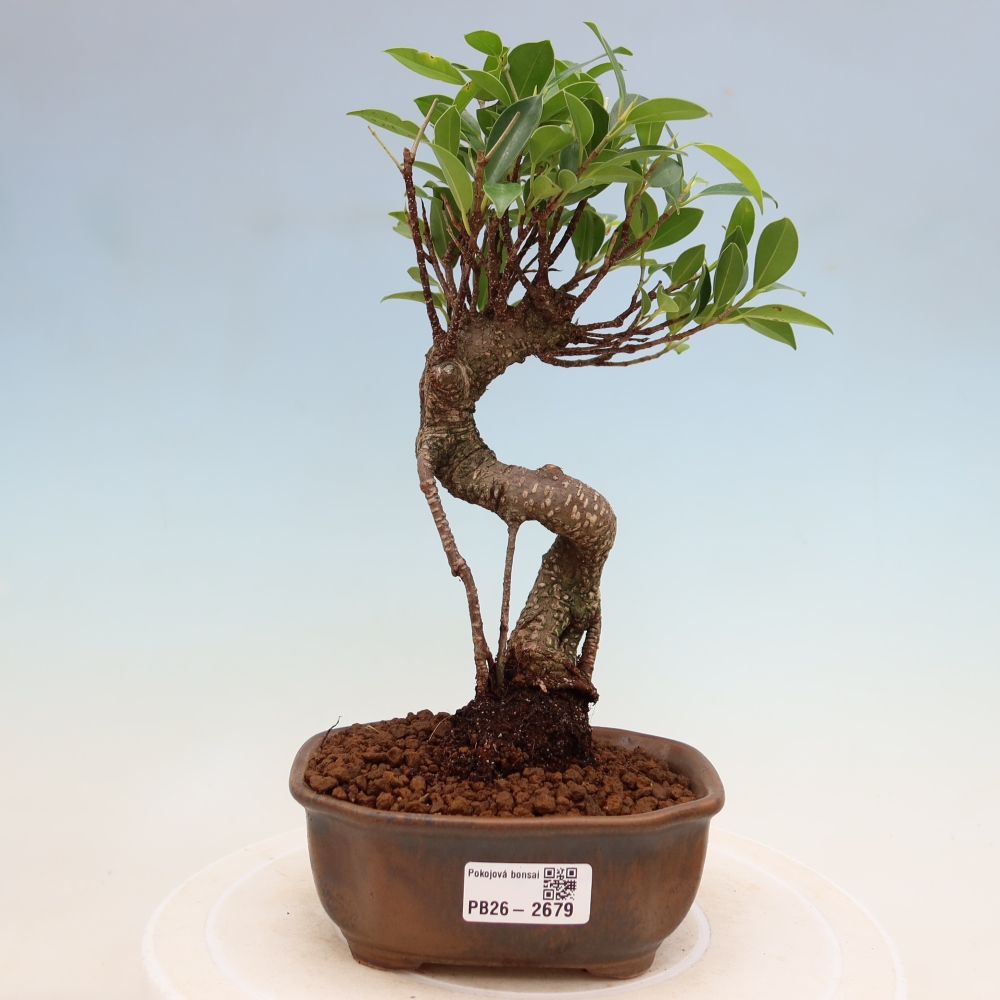 Camera bonsai - Ficus kimmen - ficus a foglie piccole