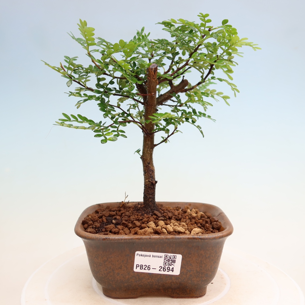 Camera bonsai - Zantoxylum piperitum - albero del pepe