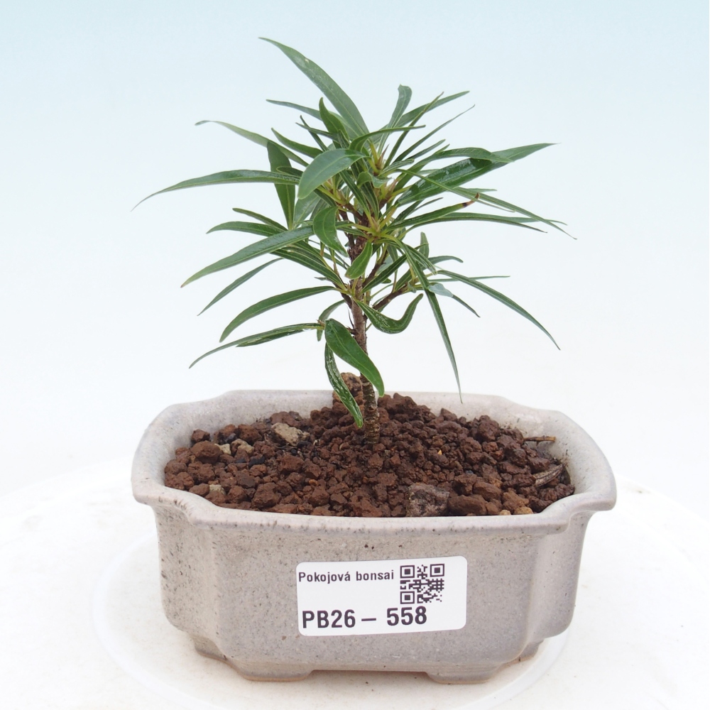 Camera bonsai - Ficus nerifolia - ficus a foglie piccole