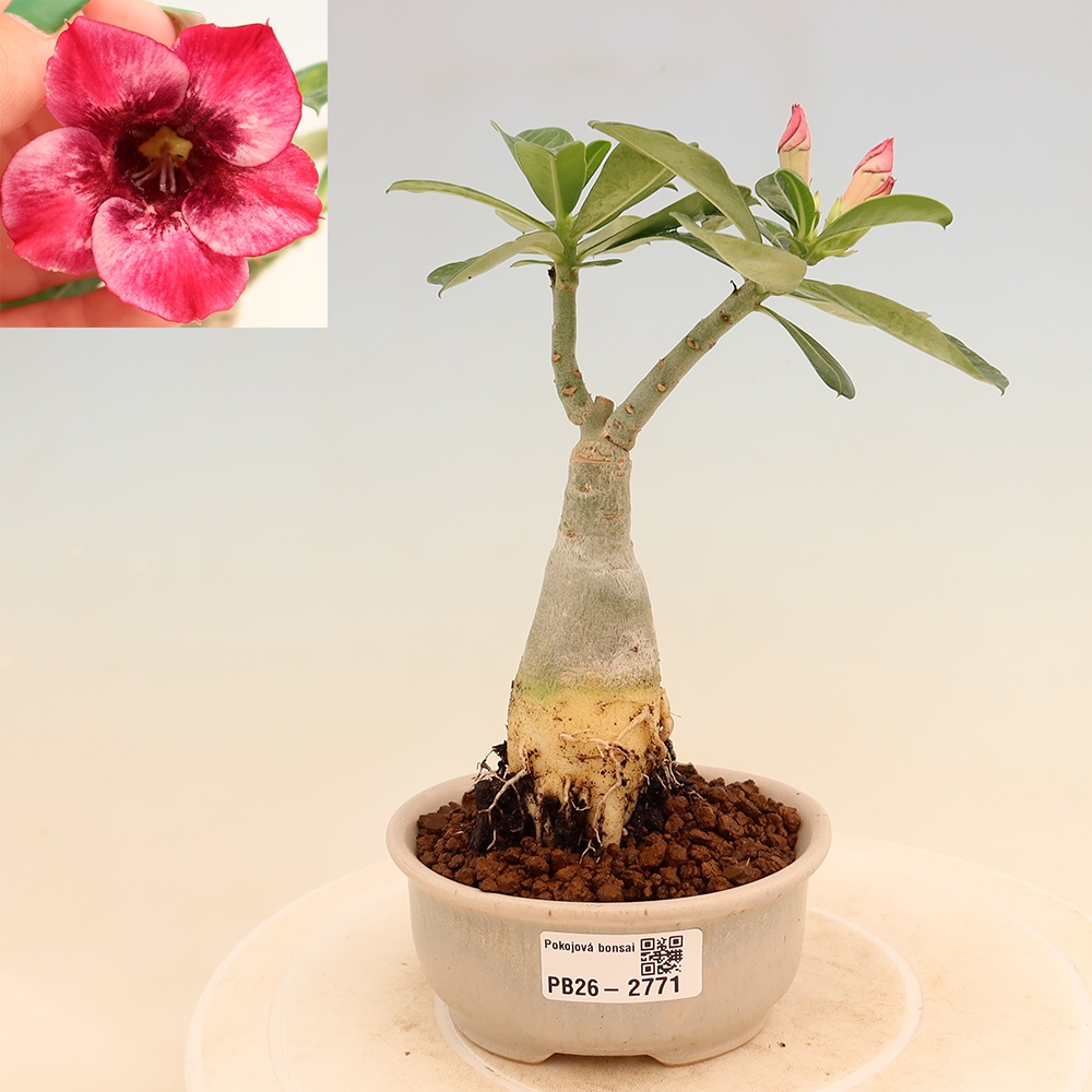 Bonsai da interno - Adenium obesum innestato Mumbai Pink Diamond  - Rosa del deserto