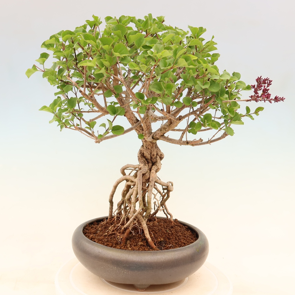 Bonsai da esterno - Syringa microphylla - lillà a fiore piccolo