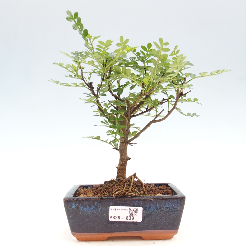 Camera bonsai - Zantoxylum piperitum - albero del pepe