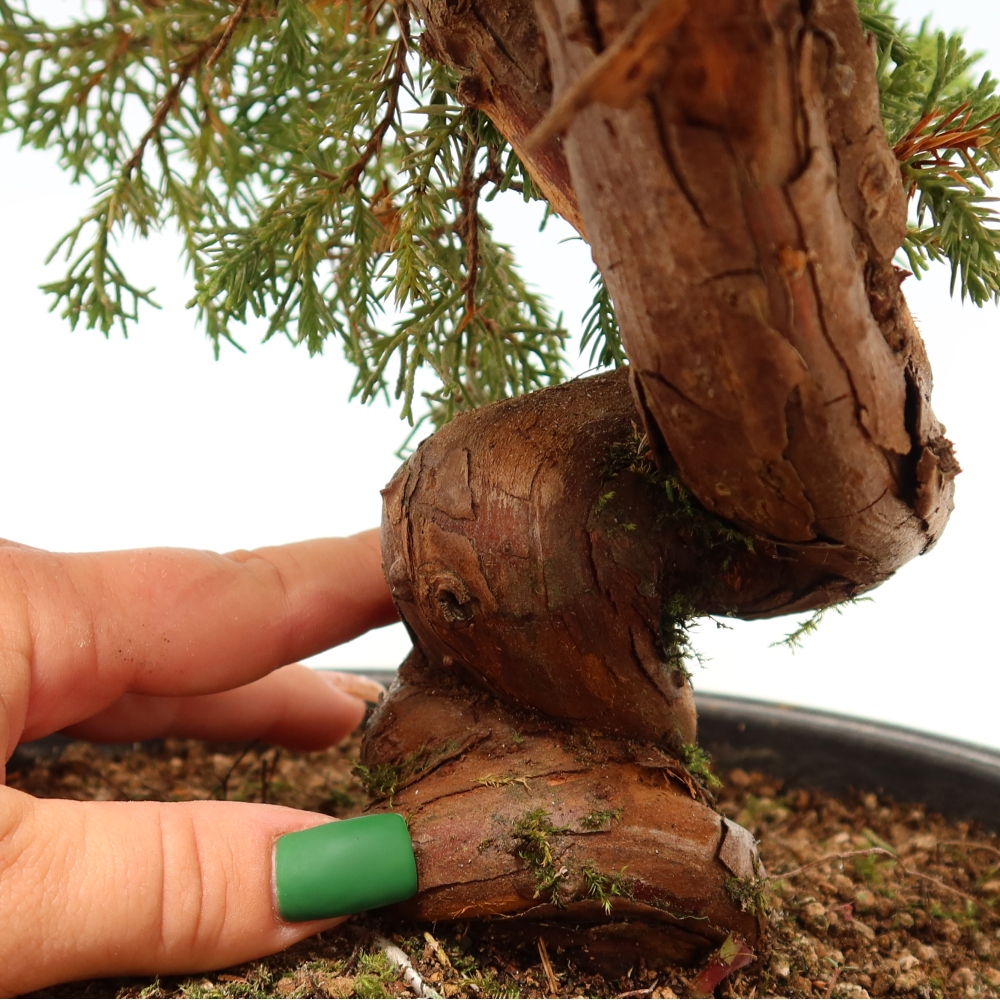 Bonsai da esterno - Juniperus chinensis Itoigawa-Juniperus chinensis