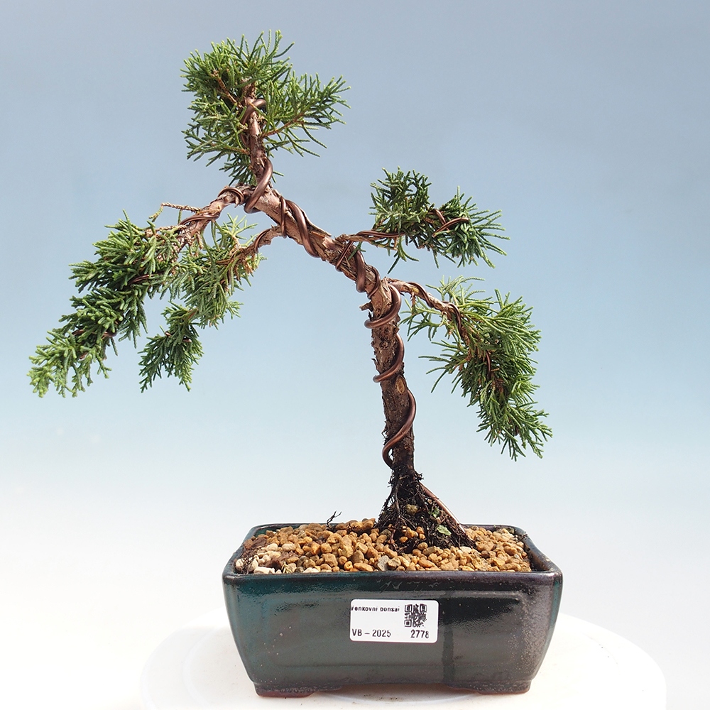 Bonsai da esterno - Juniperus chinensis Kishu