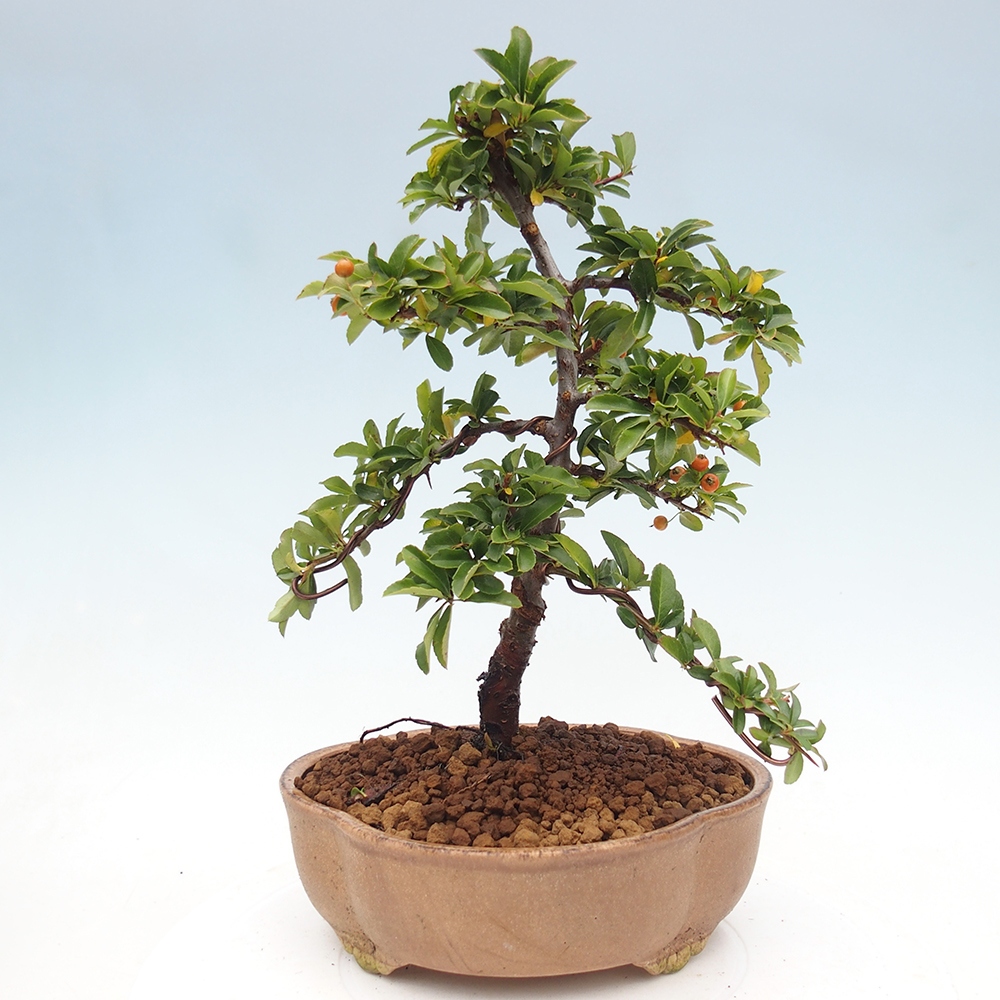 Bonsai da esterno-Pyracantha Teton -Hlox