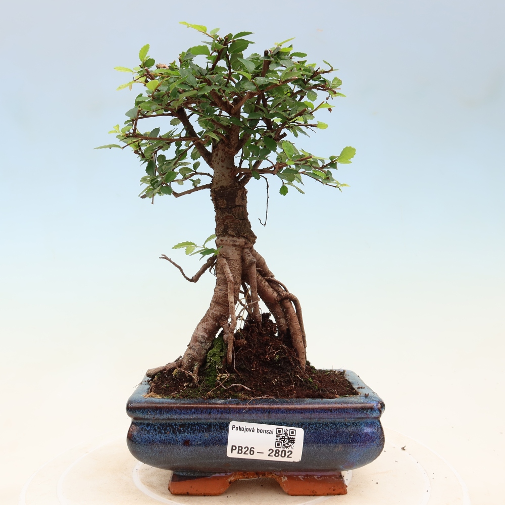Camera bonsai - Ulmus parvifolia - Olmo a foglie piccole