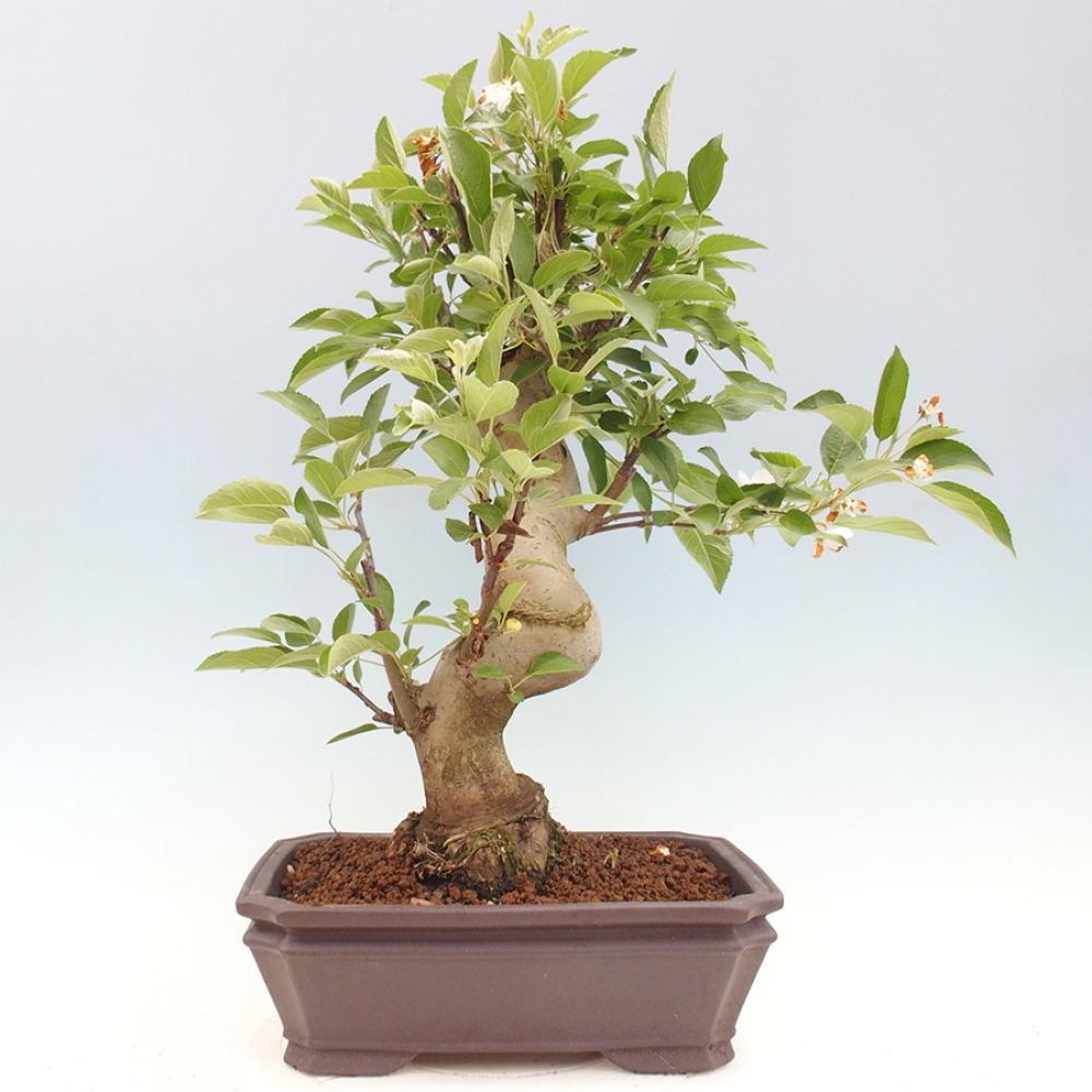 Bonsai da esterno -Malus halliana - Melo a frutto piccolo