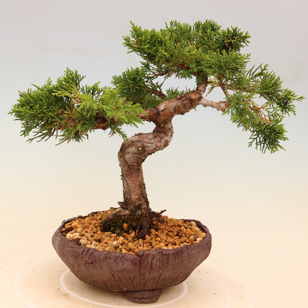 Bonsai da esterno - Juniperus chinensis Itoigawa