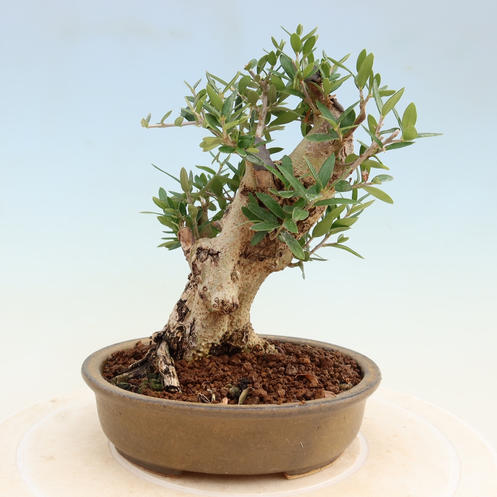 Bonsai da interno - Olea europaea sylvestris