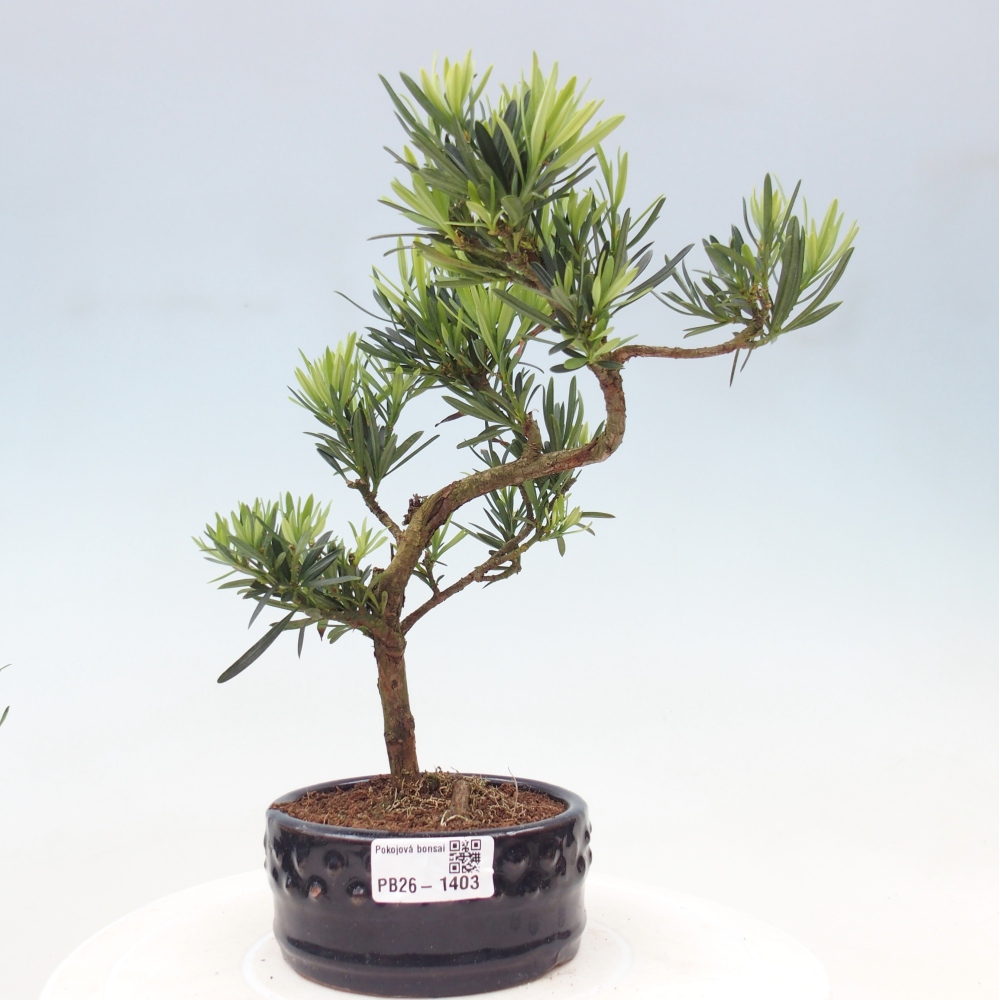 Camera bonsai - Podocarpus - Tasso delle pietre