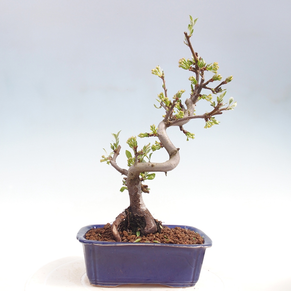 Bonsai da esterno - Malus sargentii - Melo a frutto piccolo