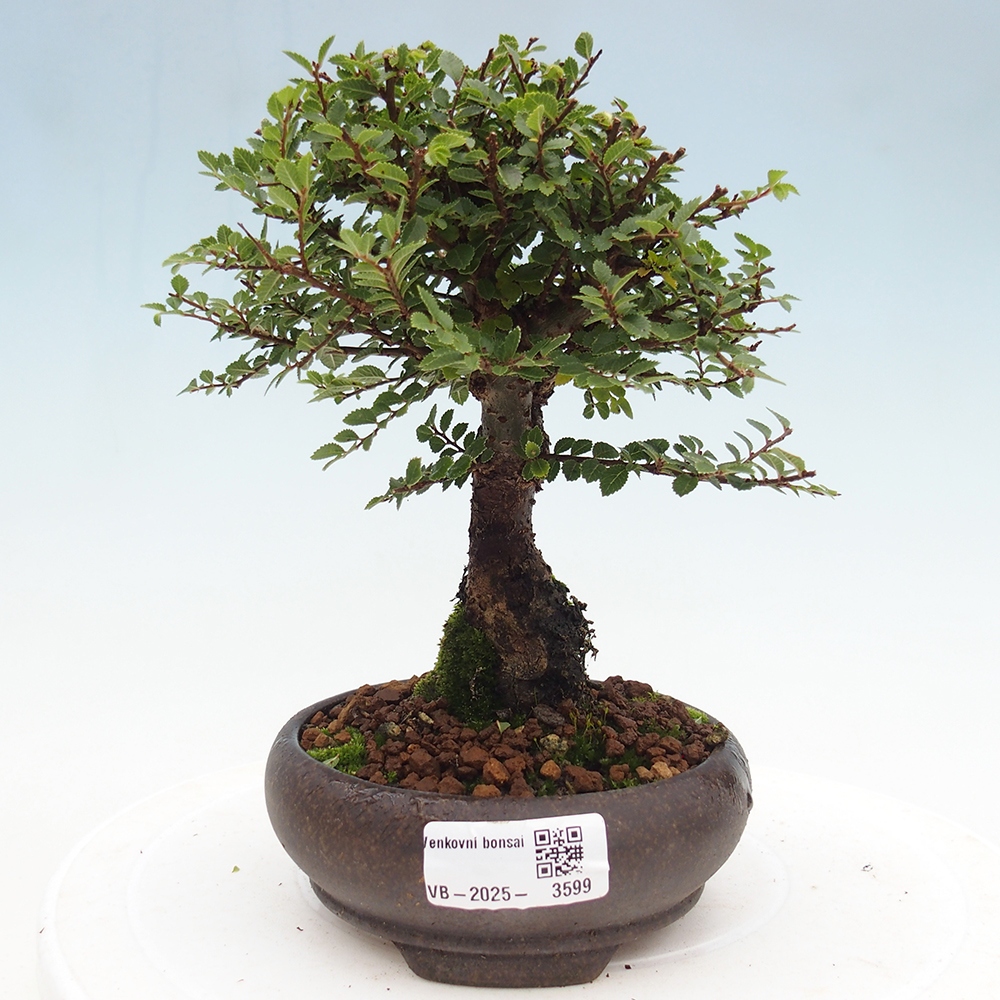 Bonsai da esterno - Ulmus parvifolia Hokkaido - Olmo cinese